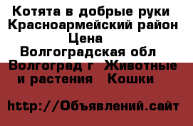 Котята в добрые руки (Красноармейский район) › Цена ­ 1 - Волгоградская обл., Волгоград г. Животные и растения » Кошки   